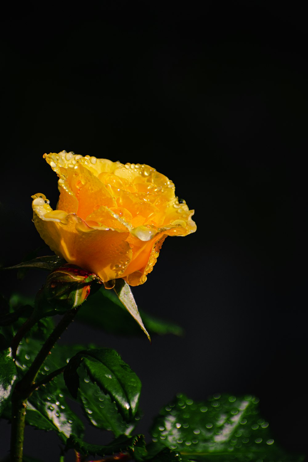 yellow flower in black background