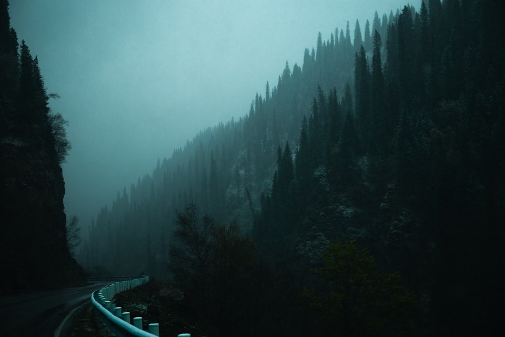 green pine trees under white sky