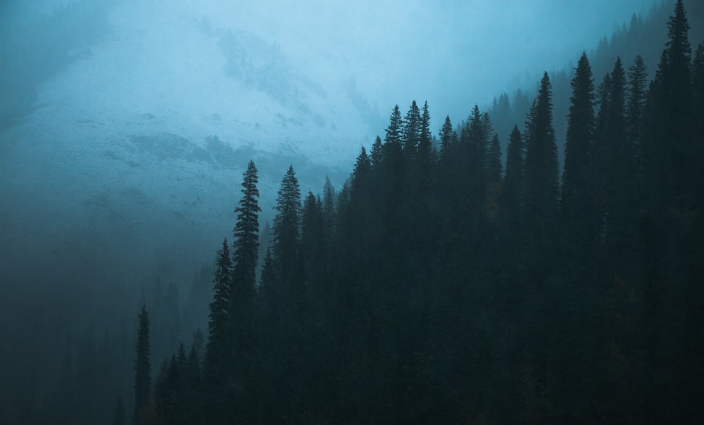 green pine trees under white clouds during daytime