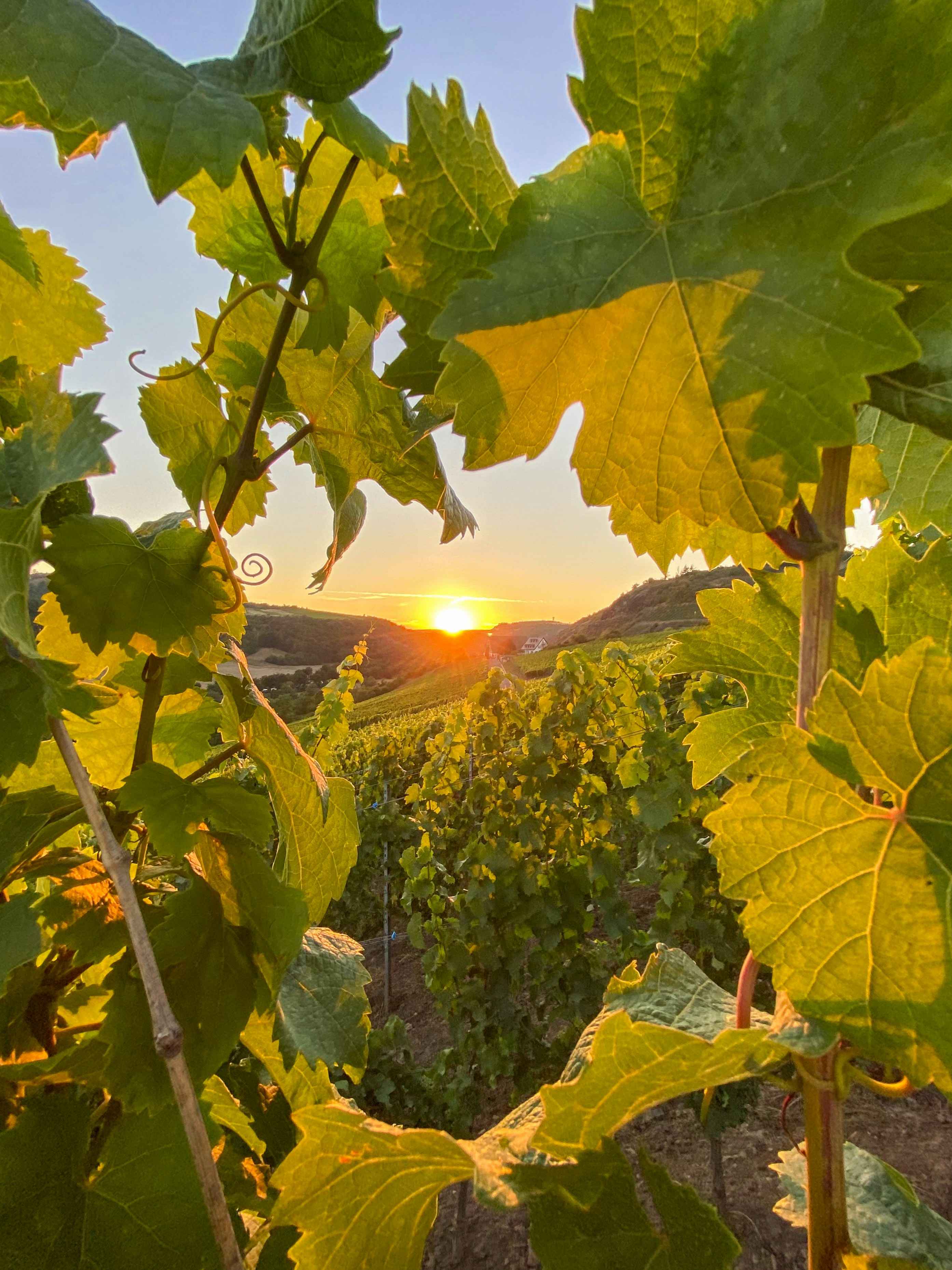 Extraordinary Wine Estate Landscape