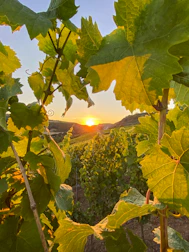 A scenic view of the vineyard at sunset with golden light on the leaves.