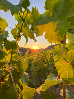 Sunset casting warm light over the modern, elegant vineyard homes.