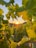 A warm, inviting winery vineyard at sunset with cinematic lighting highlighting the lush grapevines.