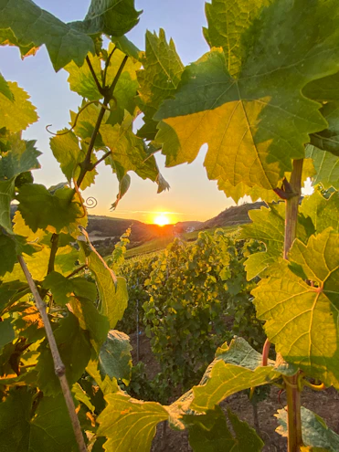 Close-up of a premium photo print on canvas featuring a vibrant Baja California vineyard landscape.