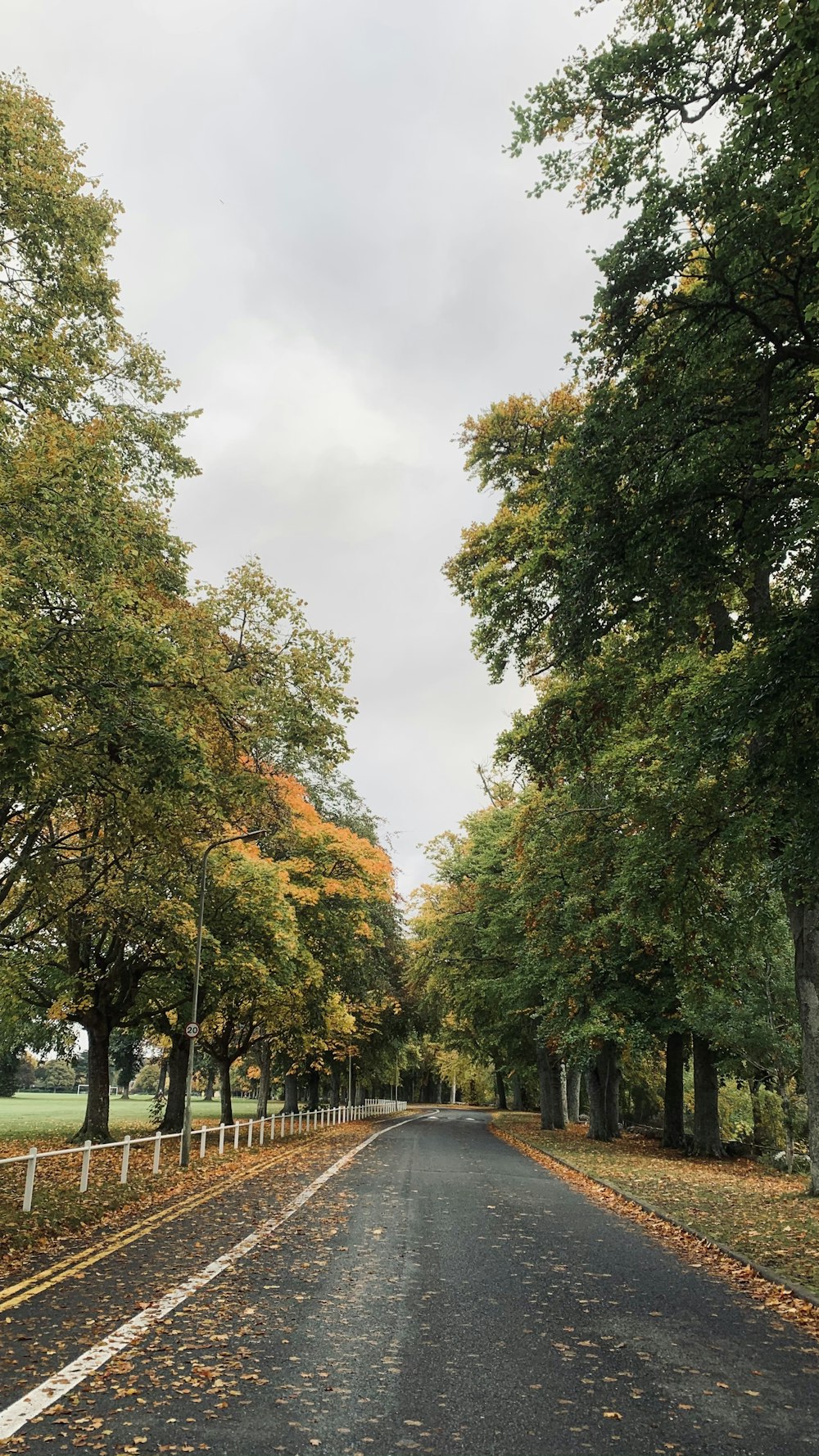 green trees near brown wooden fence under white clouds during daytime