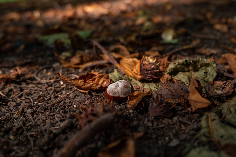 brown and white round fruit on ground