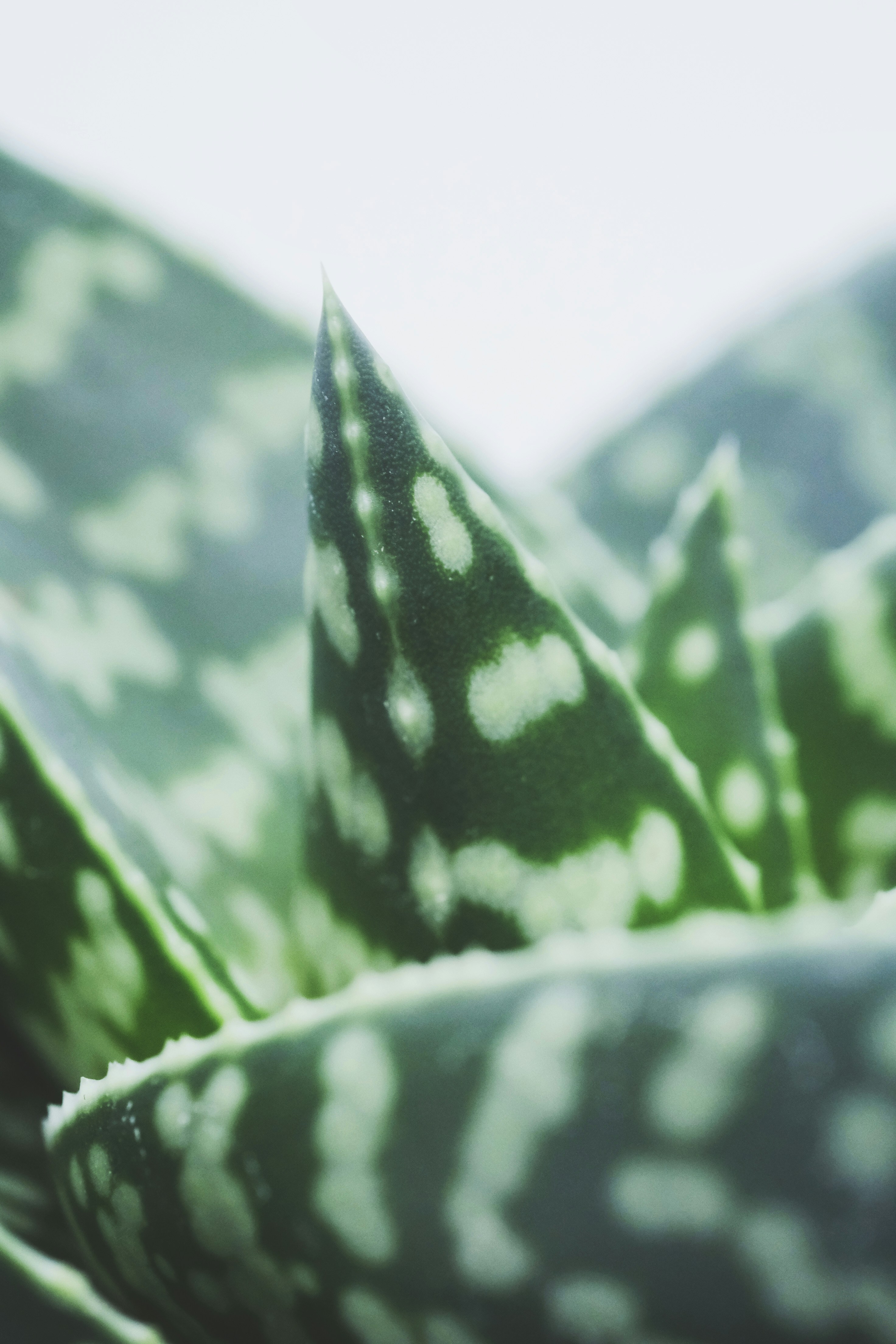 gray computer monitor