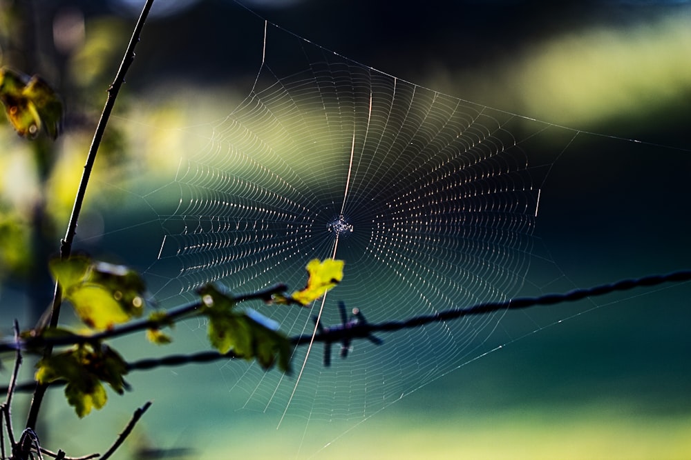 spider web on green plant
