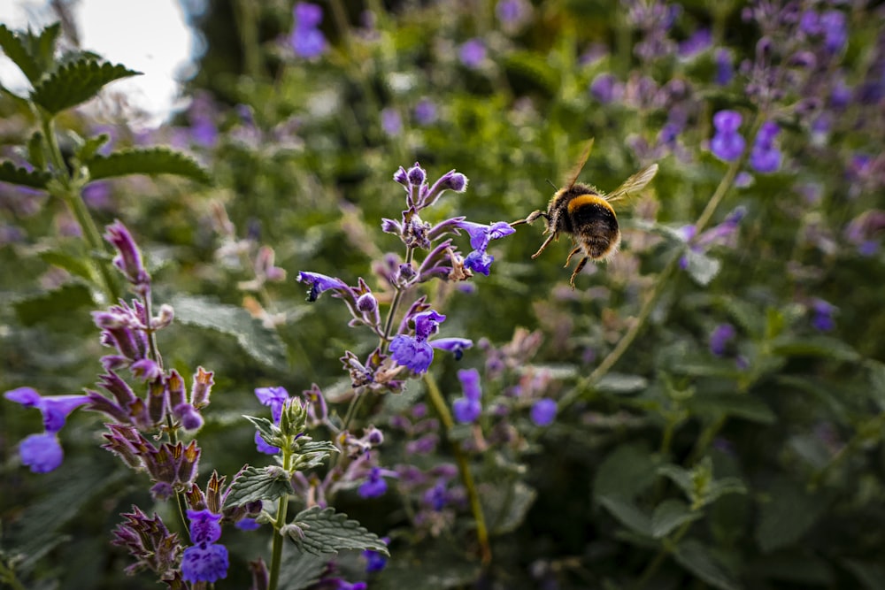 purple flower with bee on top