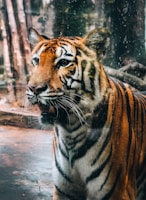 A majestic tiger is seen in close-up, with its striking orange and black striped fur standing out. The tiger appears calm and pensive, gazing off into the distance. There is a blurred background, possibly indicating a natural habitat or zoo environment.