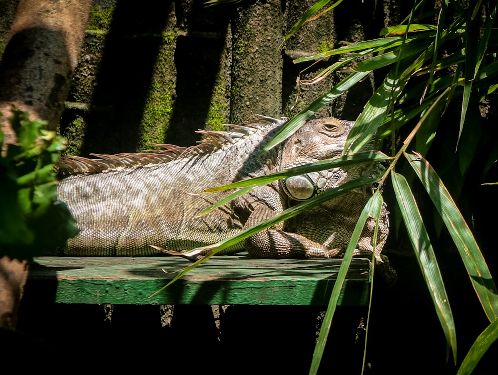 gray and black iguana on green wooden surface