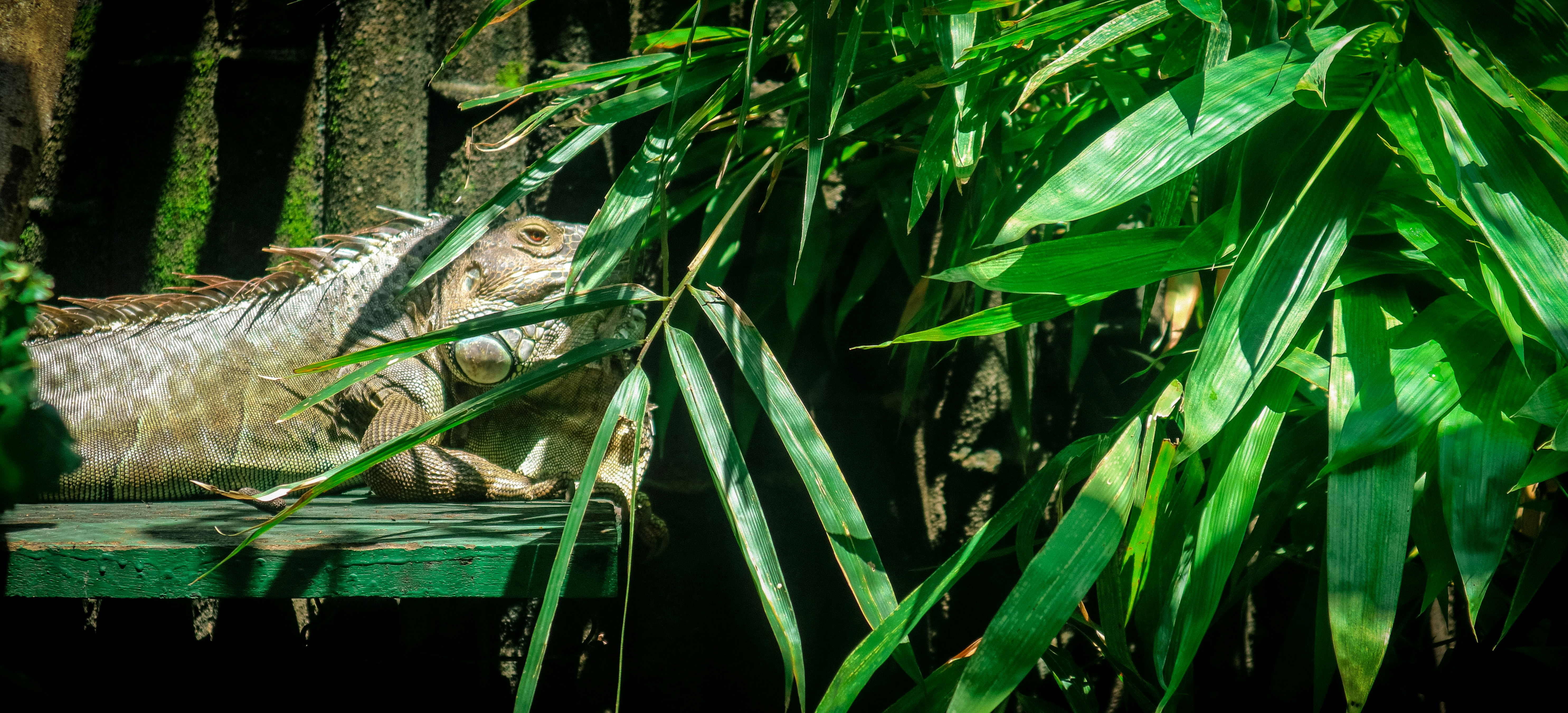 Photo by thanhsoledas