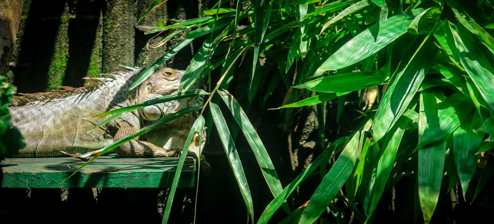 green frog on green plant