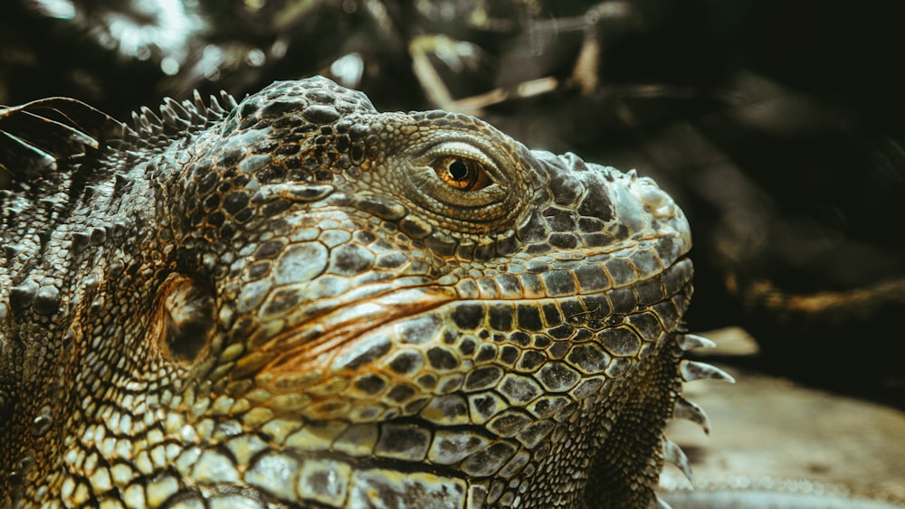 brown and black bearded dragon