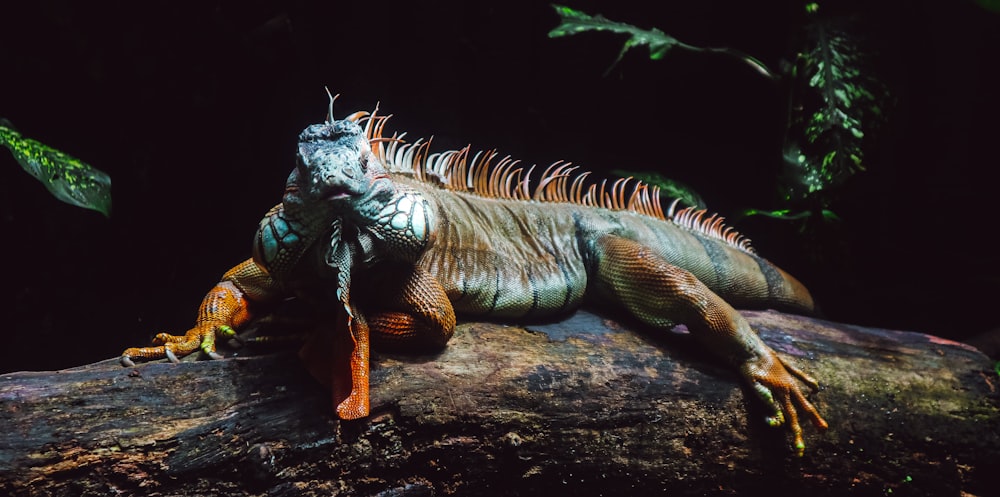 green and brown iguana on brown tree branch