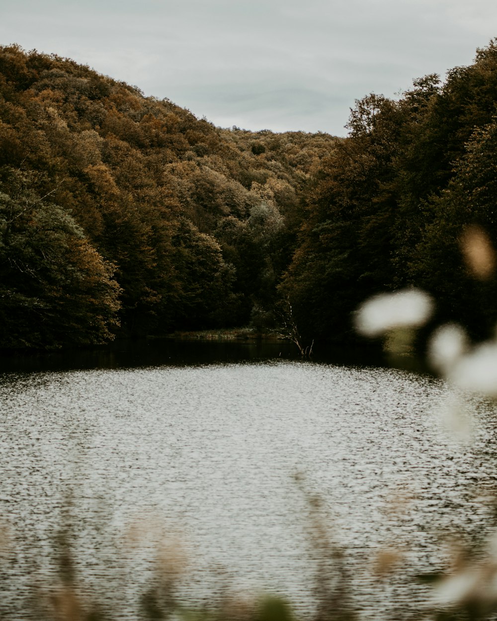 green trees near river during daytime