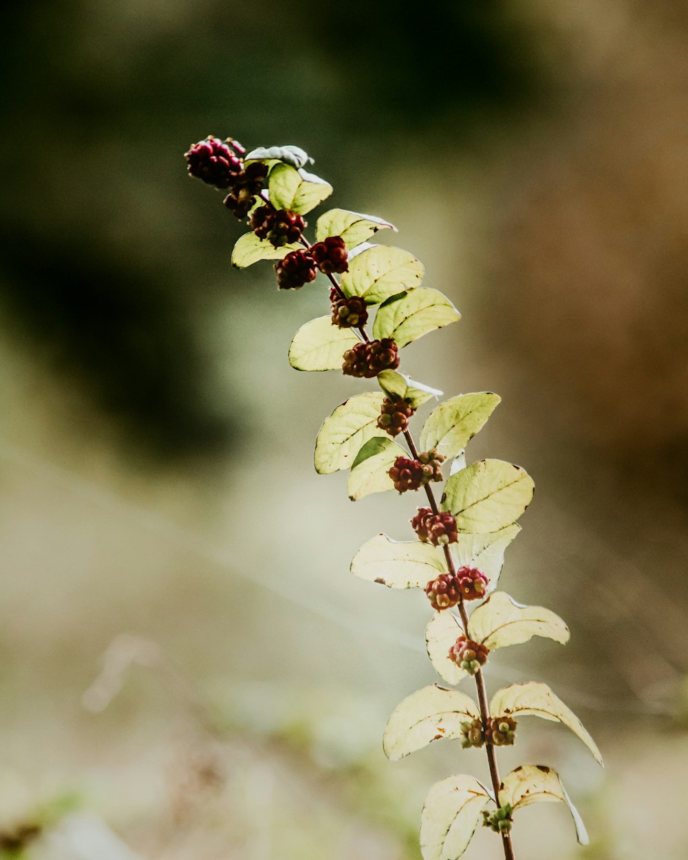 green plant in tilt shift lens