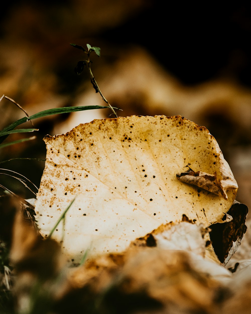 brown dried leaf in tilt shift lens