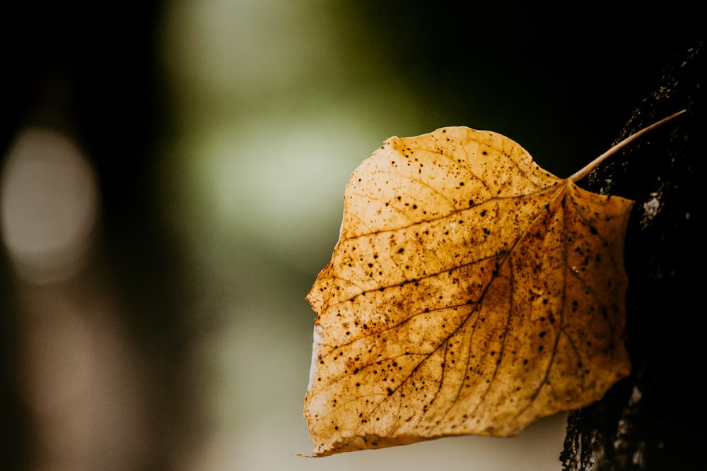 brown leaf in close up photography