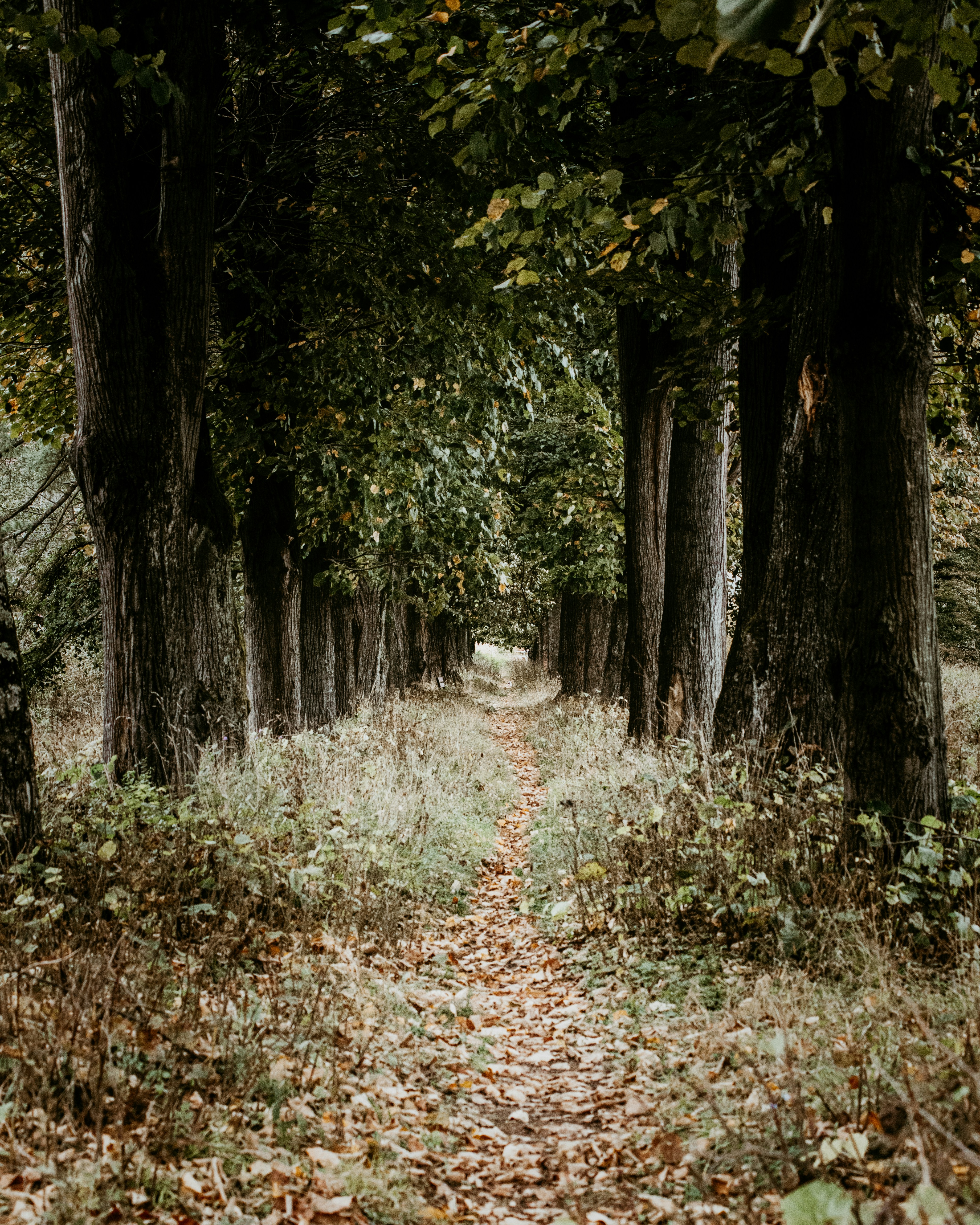 eine unbefestigte Straße, umgeben von Bäumen und Blättern
