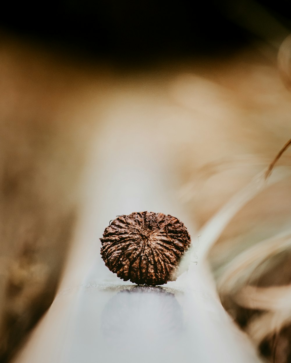 brown pine cone on white ice