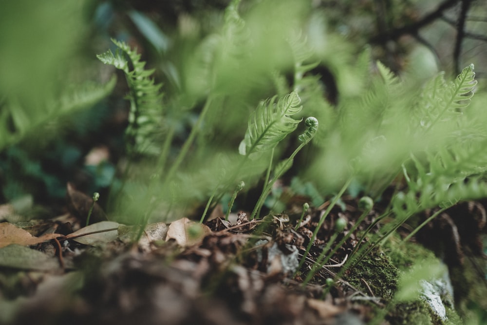 green plant on brown soil