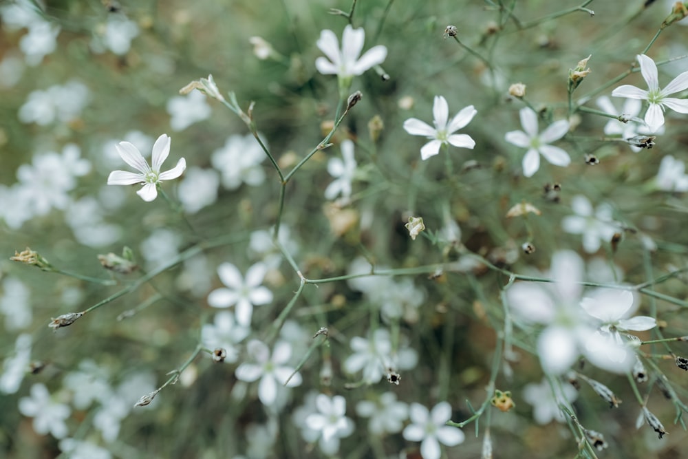 white flowers in tilt shift lens