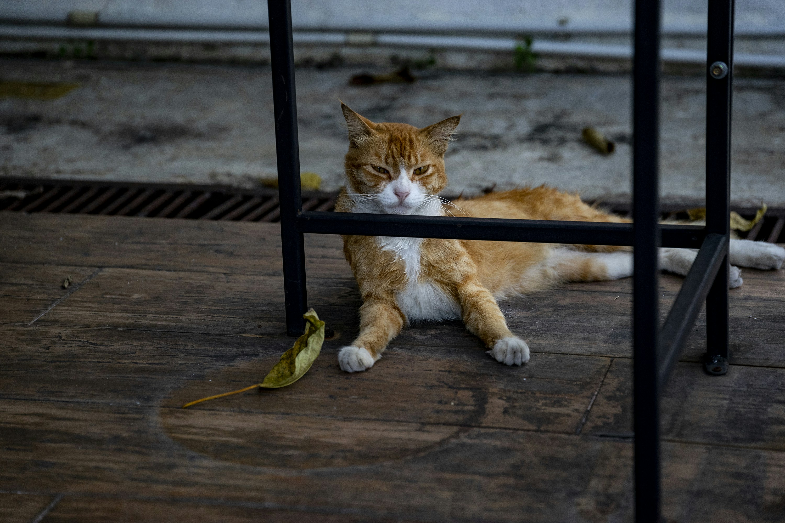 orange tabby cat lying on brown wooden floor