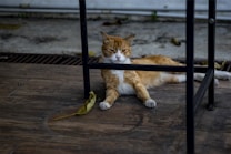 A ginger and white cat lies on a wooden floor underneath a metal chair. The cat has a relaxed but slightly serious expression, with its front paws extended forward. A dried leaf rests beside the cat on the floor. The background includes a concrete surface and some scattered leaves.