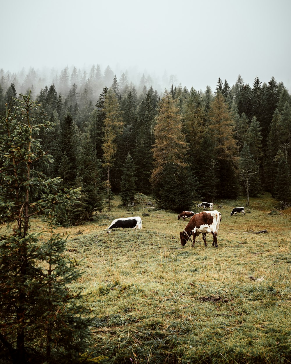 white and brown cow on green grass field during daytime