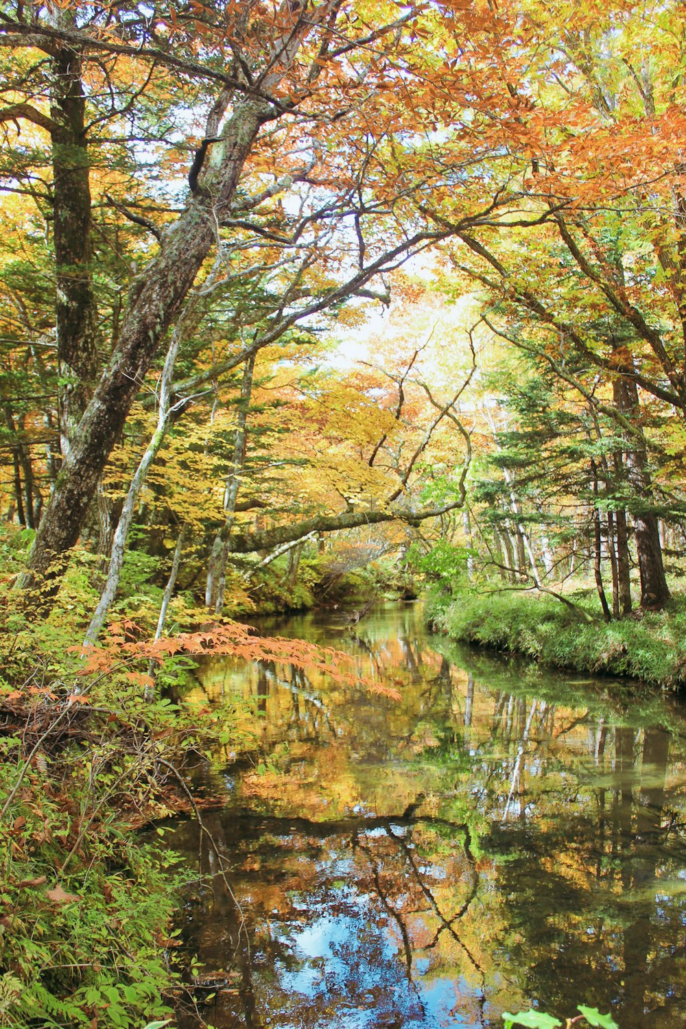 brown trees beside river during daytime