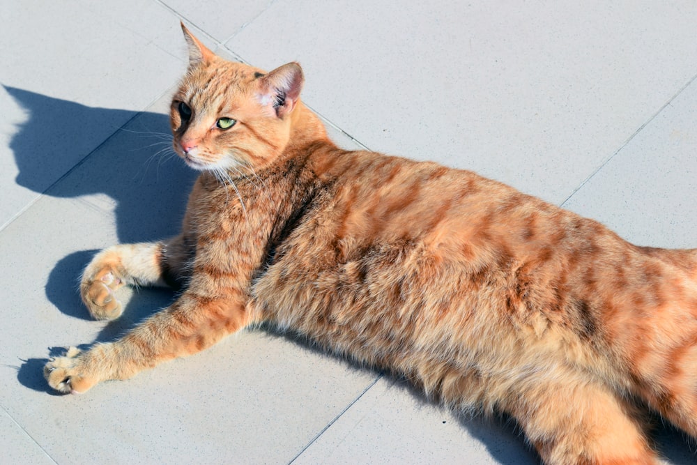 orange tabby cat on white floor tiles