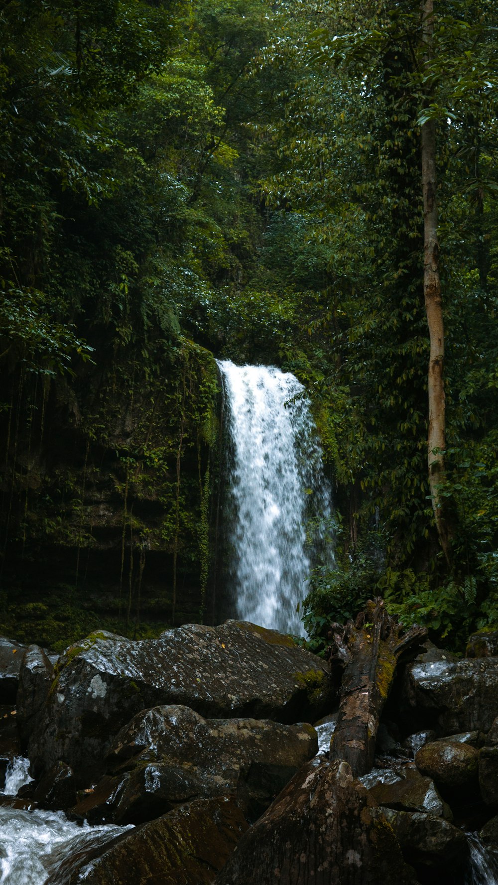 water falls in the middle of the forest