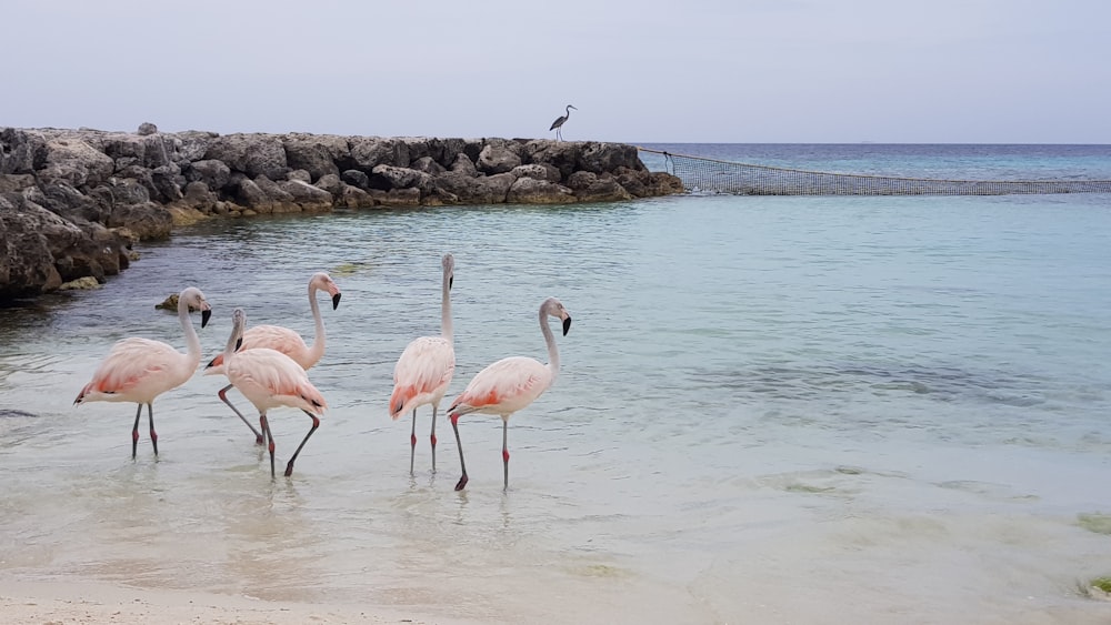 flock of flamingos on water during daytime