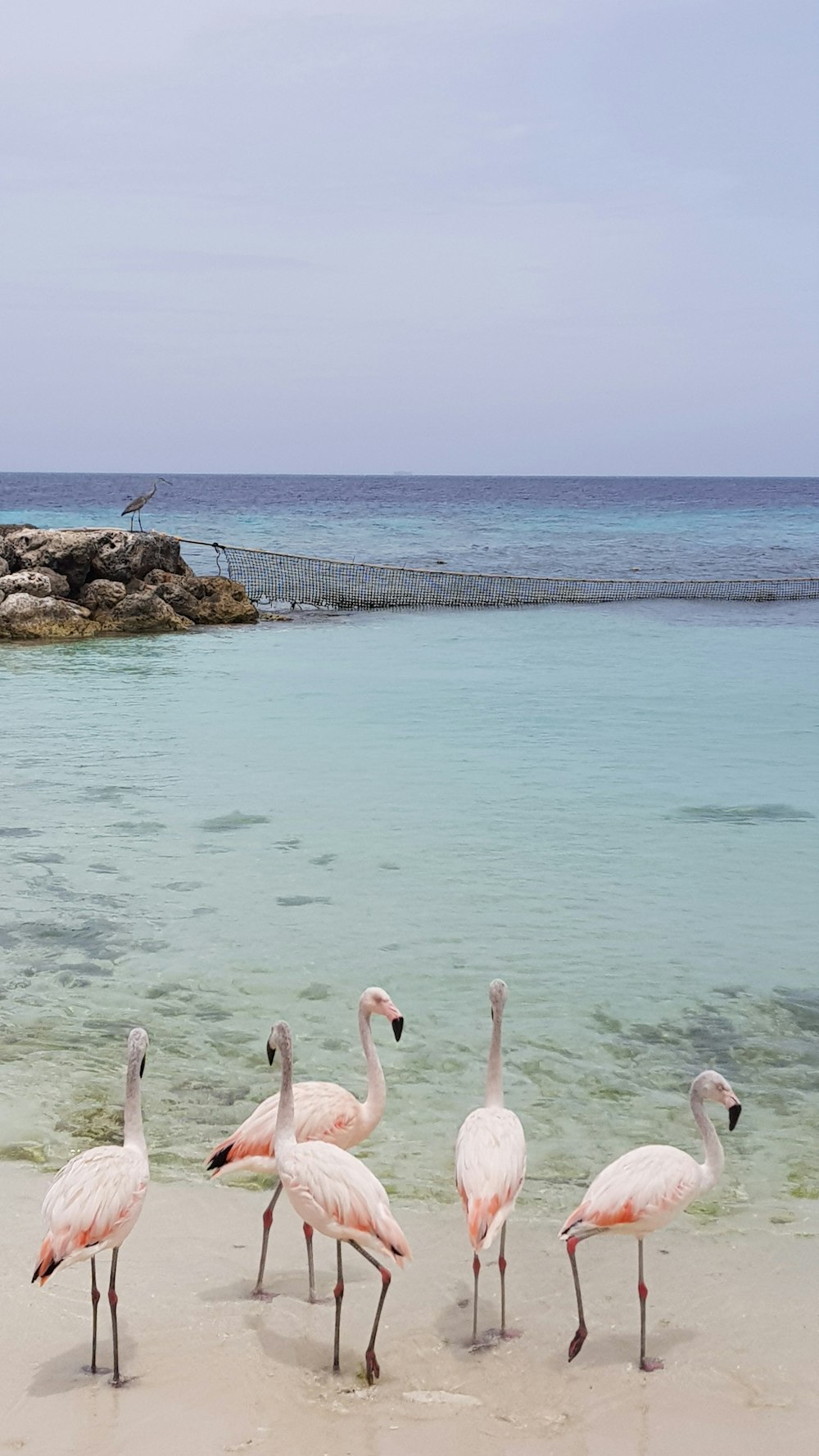 flock of flamingos on sea during daytime