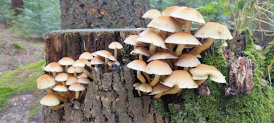 Cluster of beige and brown mushrooms growing on a moss-covered tree stump in a forest. The surrounding area includes trees and greenery, with a natural and earthy setting.
