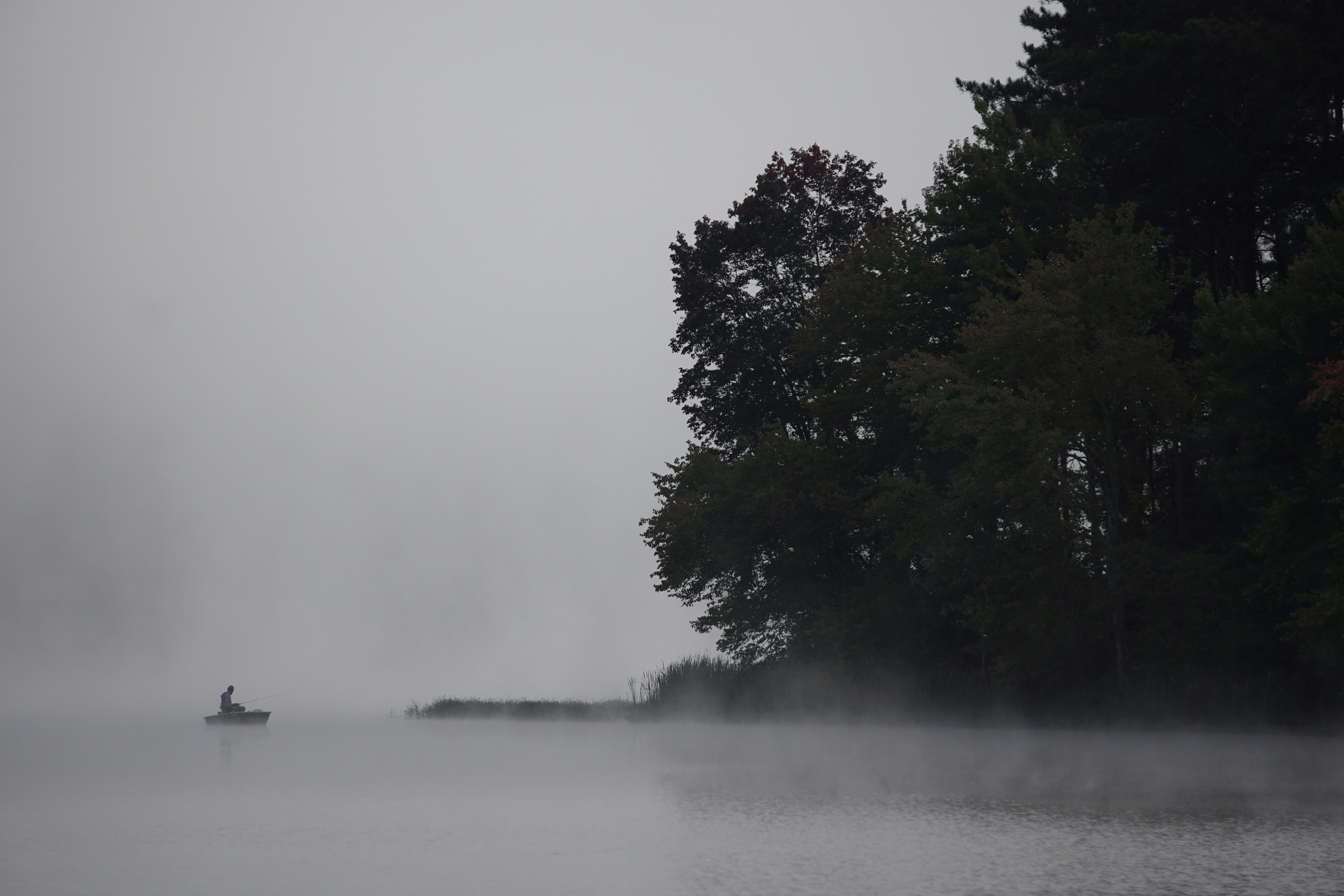 green trees beside body of water during foggy weather
