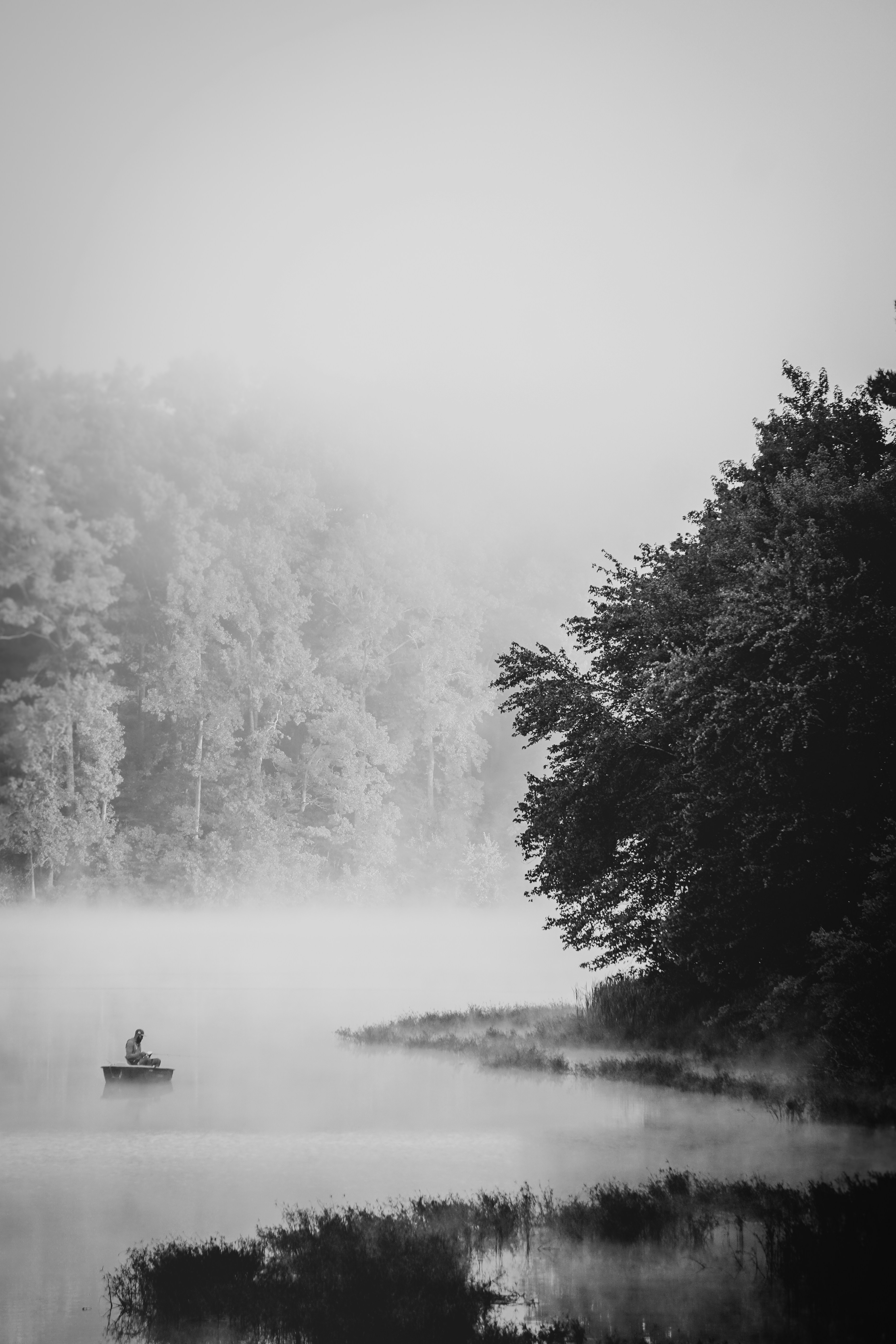grayscale photo of trees near body of water