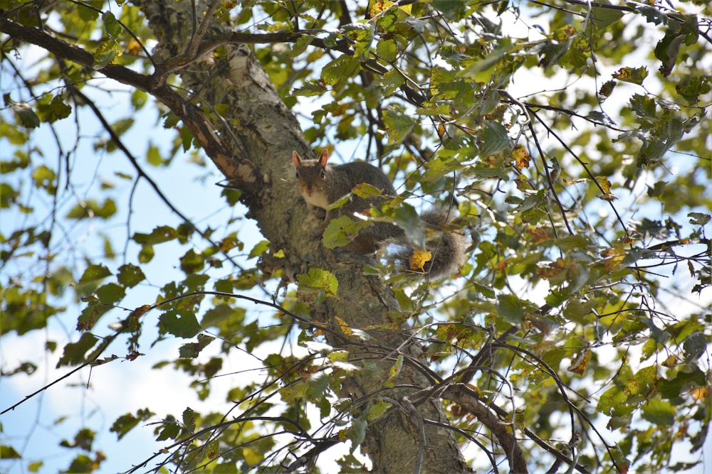 brown squirrel on tree during daytime