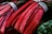 Bright red stalks of Swiss chard bundled together, featuring vibrant greens and slight moisture glistening on the surface. The leaves are dark green with a glossy finish, adding a fresh and organic feel.