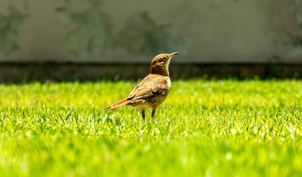 brown bird on green grass during daytime