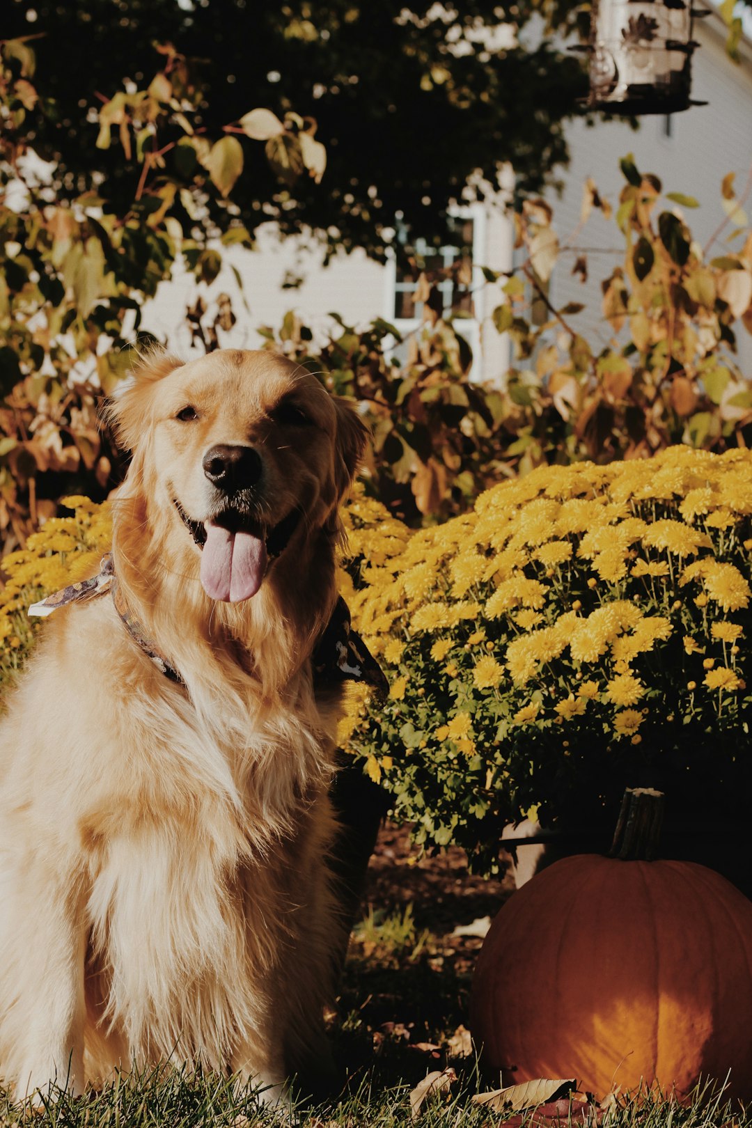 golden retriever sitting on ground surrounded by trees during daytime