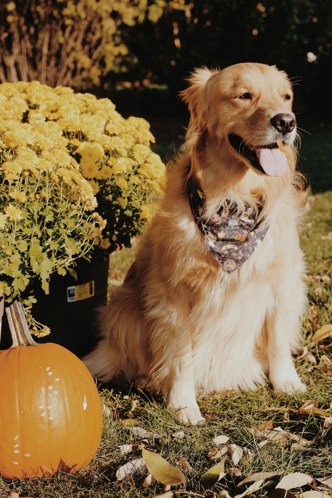 golden retriever sitting on the pumpkin