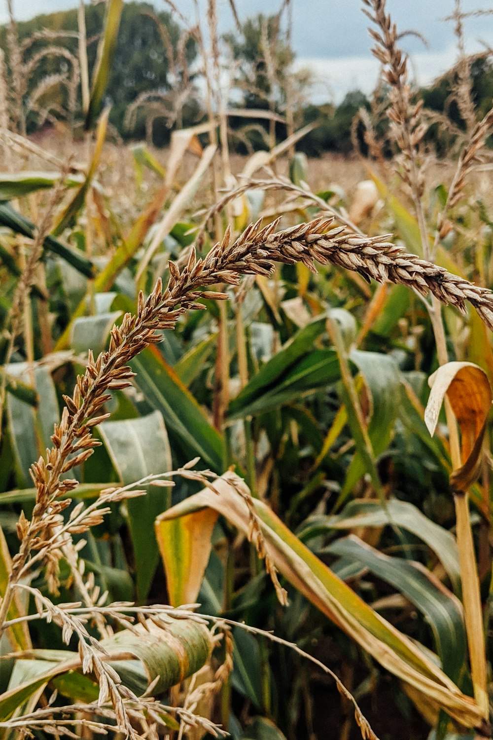 brown wheat field during daytime