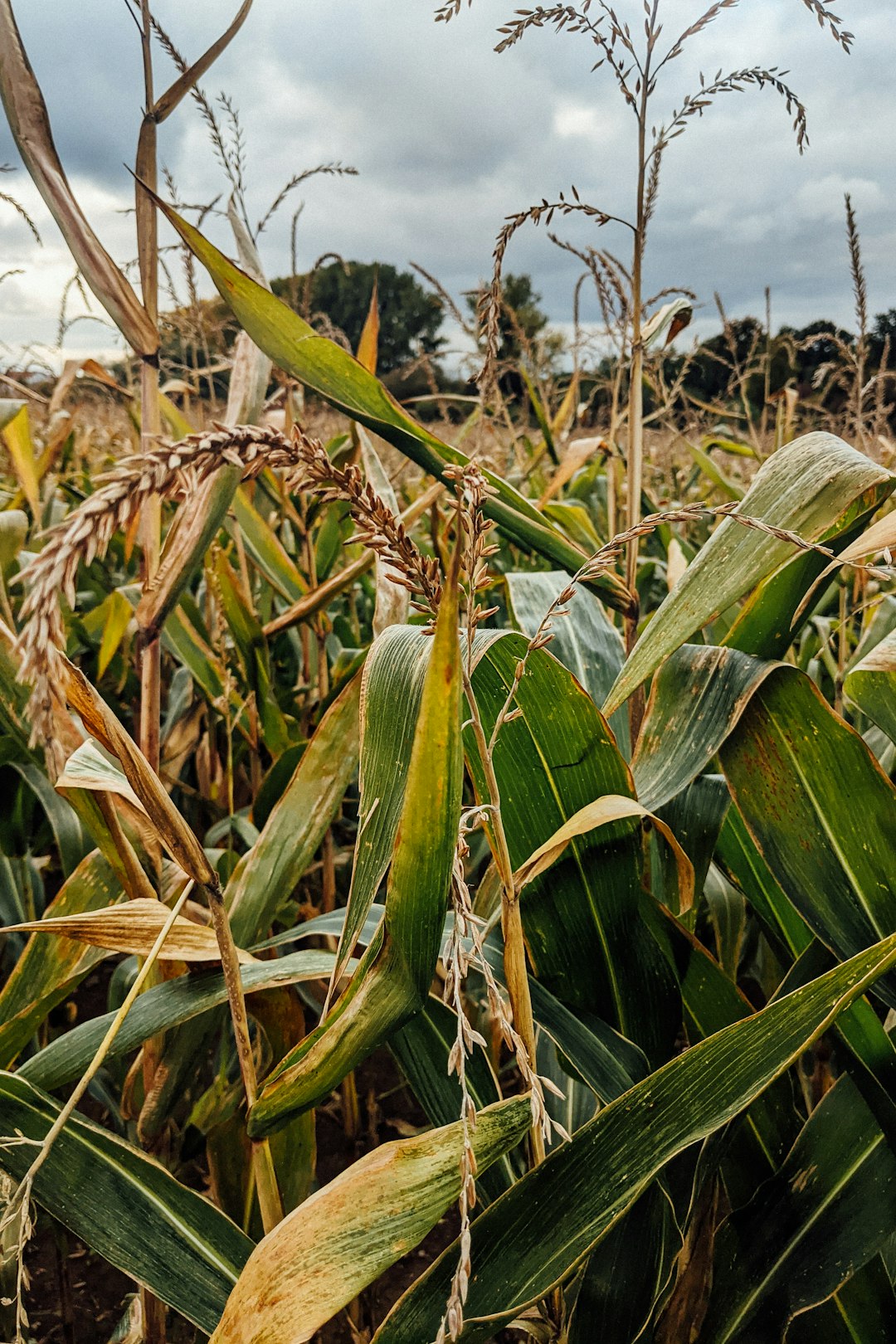 green corn field during daytime