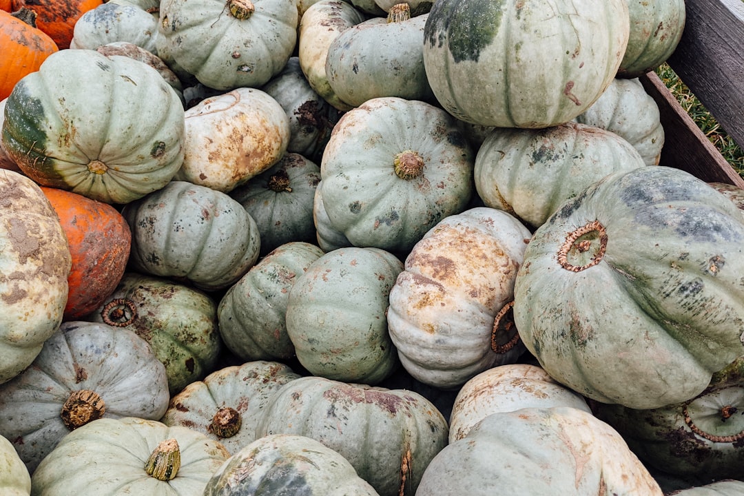 white and brown pumpkins on ground