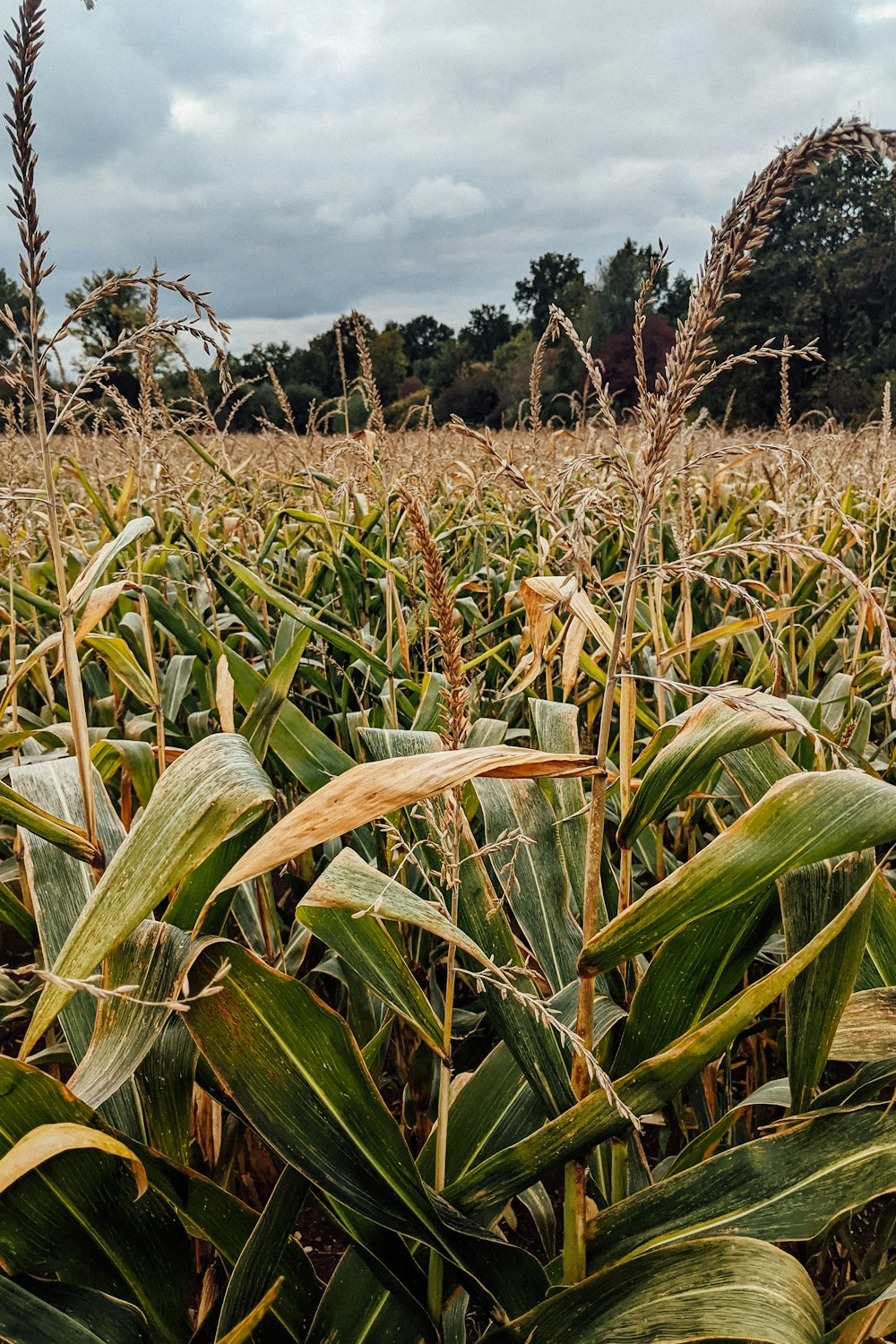 green wheat field during daytime