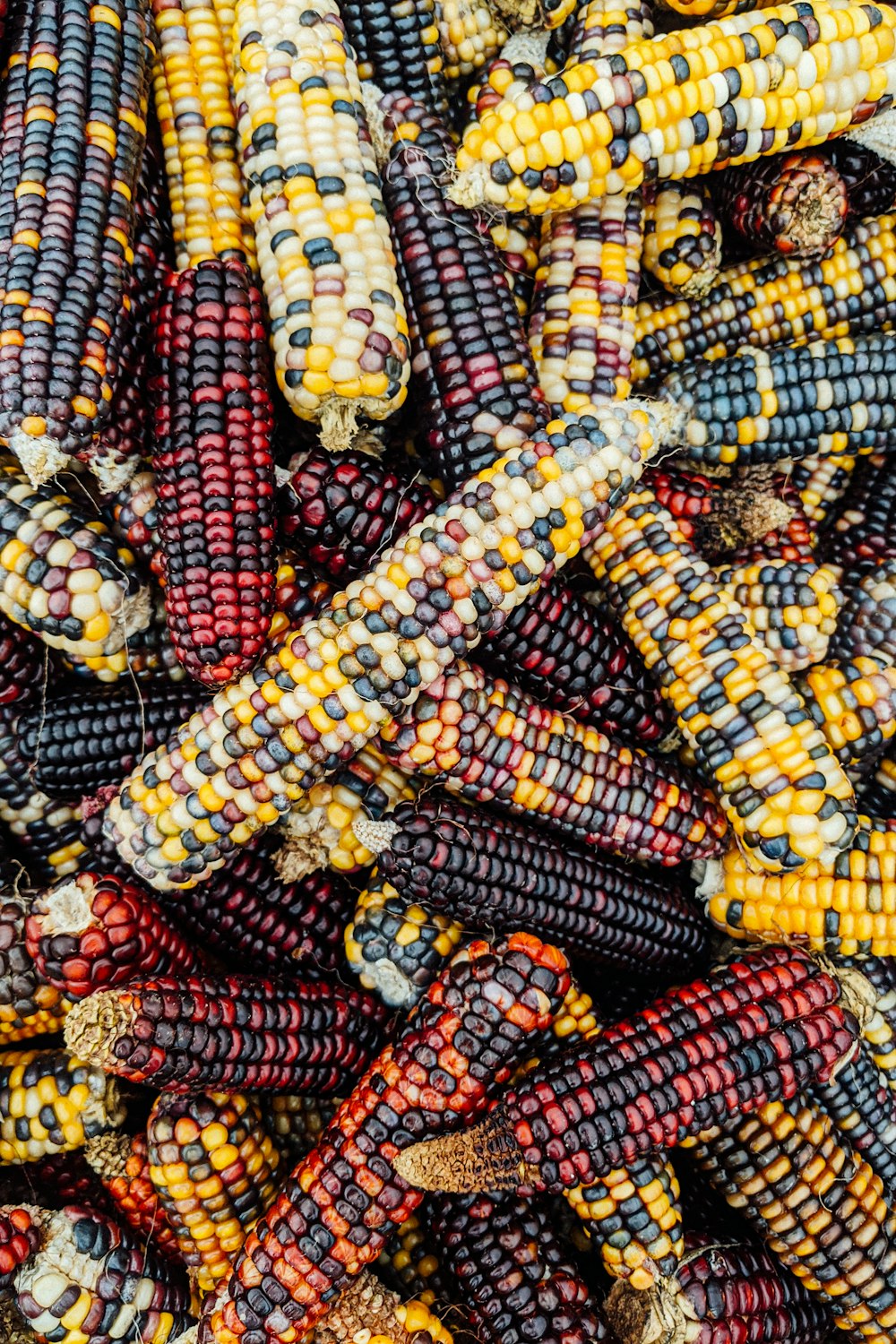 yellow and red corn lot