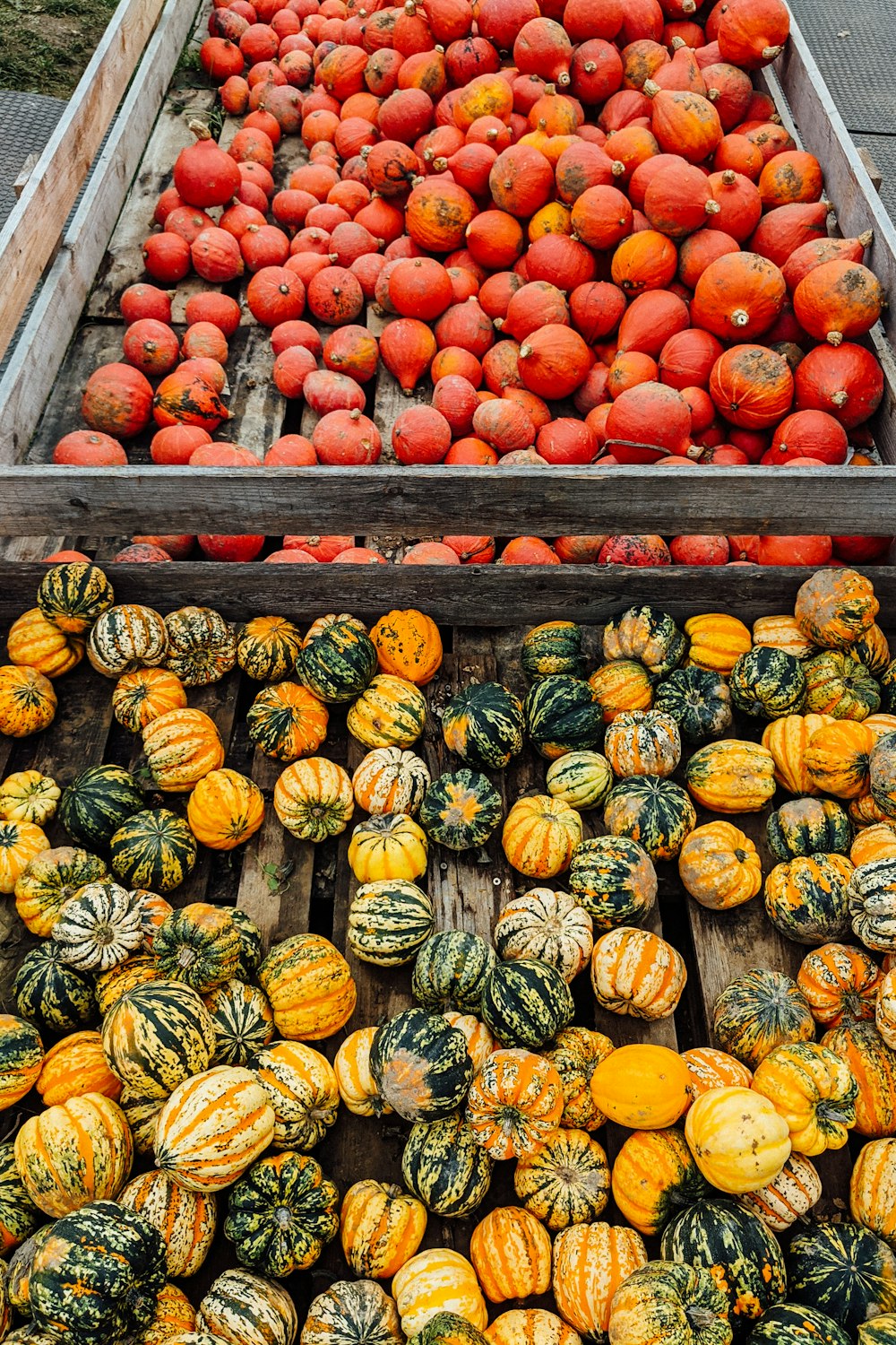 orange and green pumpkins on brown wooden crate