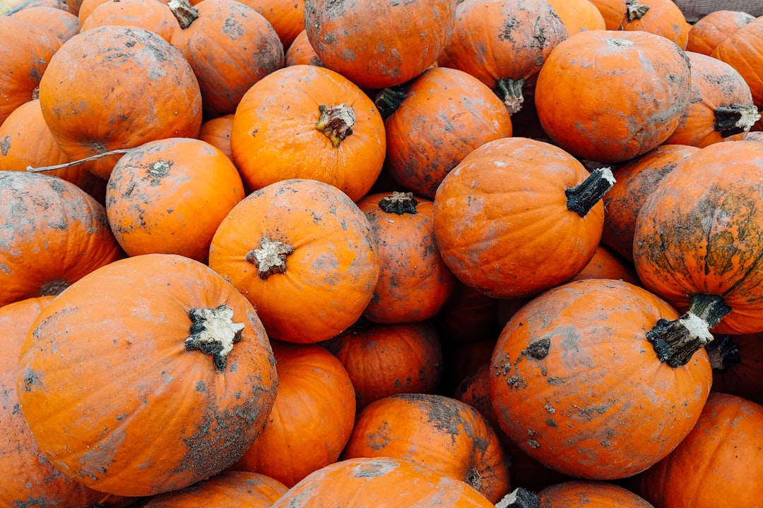 orange pumpkins on gray soil